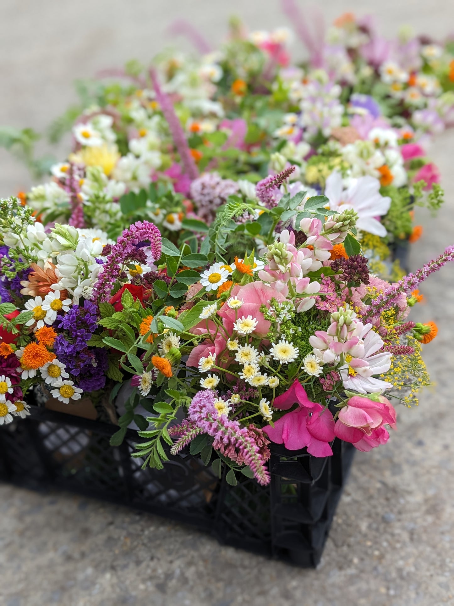 Jamjar Posies