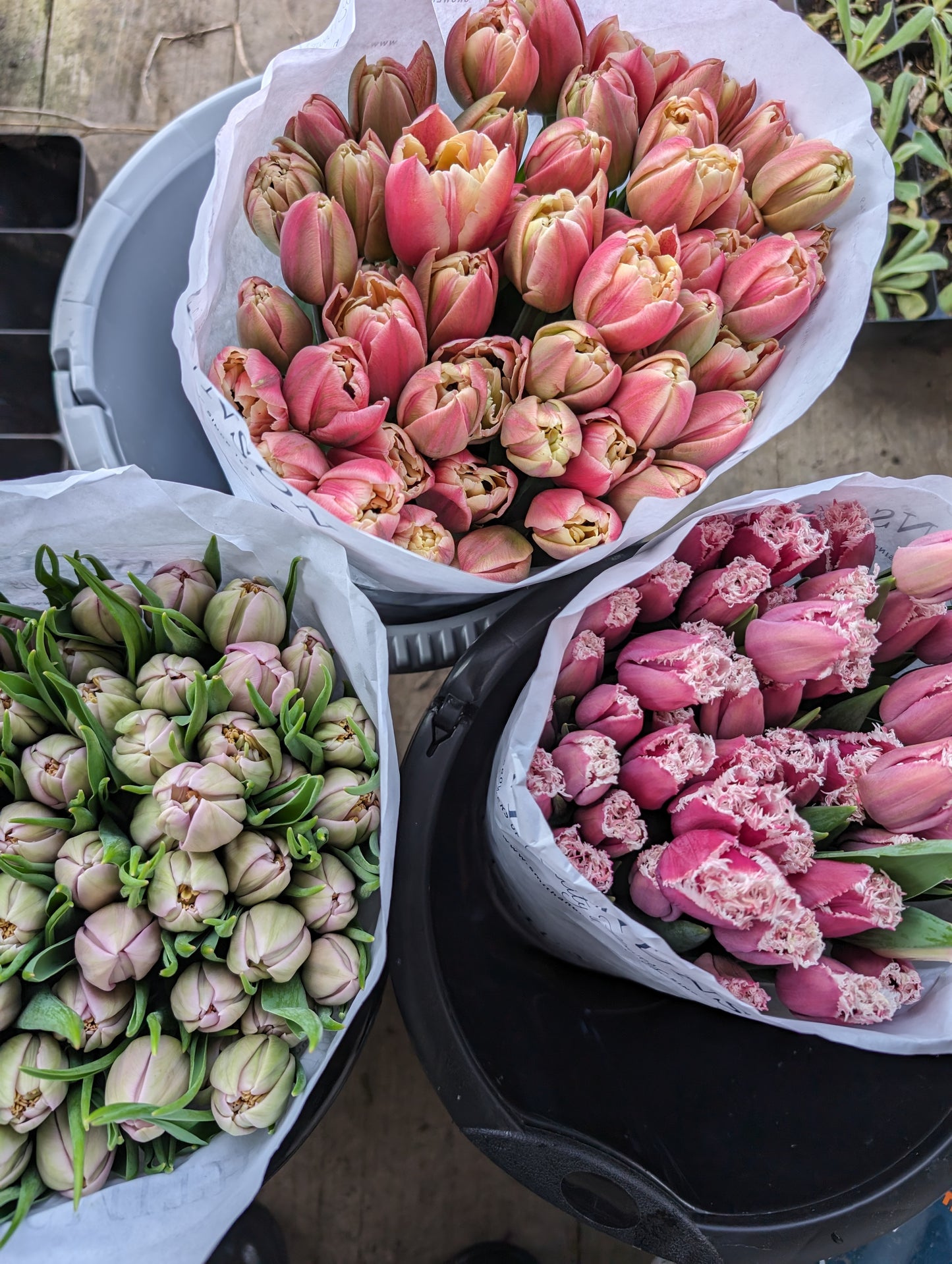 Mother's Day British tulip bouquet